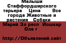 Малыши Стаффордширского терьера  › Цена ­ 1 - Все города Животные и растения » Собаки   . Марий Эл респ.,Йошкар-Ола г.